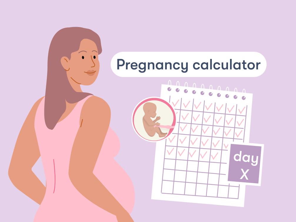 Pregnancy calculator A week by week pregnancy calendar